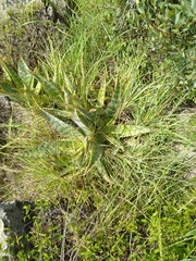 Aloe greatheadii davyana