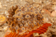 Dendrodoris krusensternii