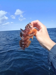 Hemilepidotus gilberti