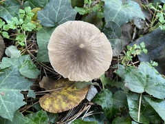 Entoloma leptopus