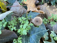 Entoloma leptopus
