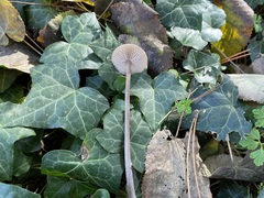 Entoloma leptopus