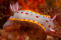 Hypselodoris bennetti