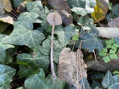 Entoloma leptopus
