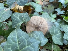 Entoloma leptopus