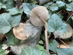 Entoloma leptopus