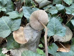 Entoloma leptopus