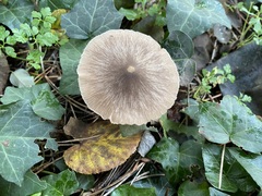 Entoloma leptopus
