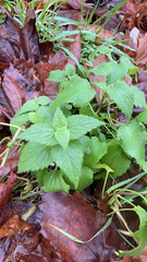 Lamium album