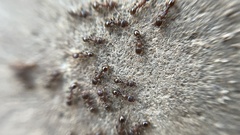 Tetramorium tsushimae