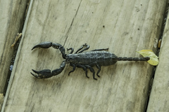 Opisthacanthus