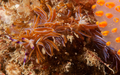 Pteraeolidia ianthina