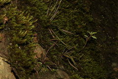 Sarcochilus ceciliae