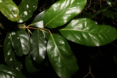Cryptocarya macdonaldii