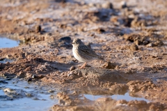 Alaudala rufescens