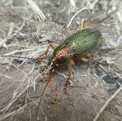 Chlaenius pallipes