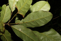 Cryptocarya macdonaldii
