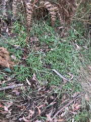 Coronidium gunnianum