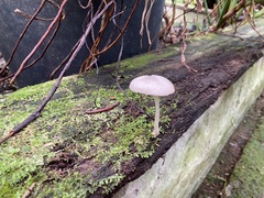 Pluteus
