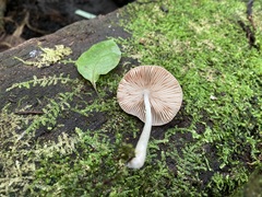 Pluteus