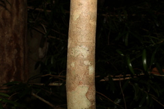 Cryptocarya macdonaldii