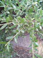 Olea europaea cuspidata