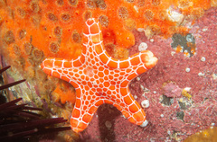 Pentagonaster duebeni