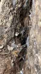 Steatoda cingulata