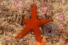 Fromia polypora