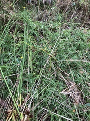 Coronidium gunnianum