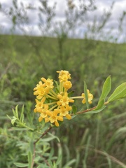 Lasiosiphon macropetalus