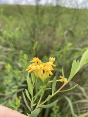 Lasiosiphon macropetalus