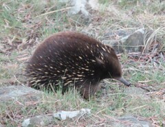 Tachyglossus aculeatus setosus