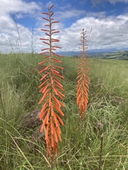 Kniphofia laxiflora