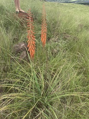 Kniphofia laxiflora