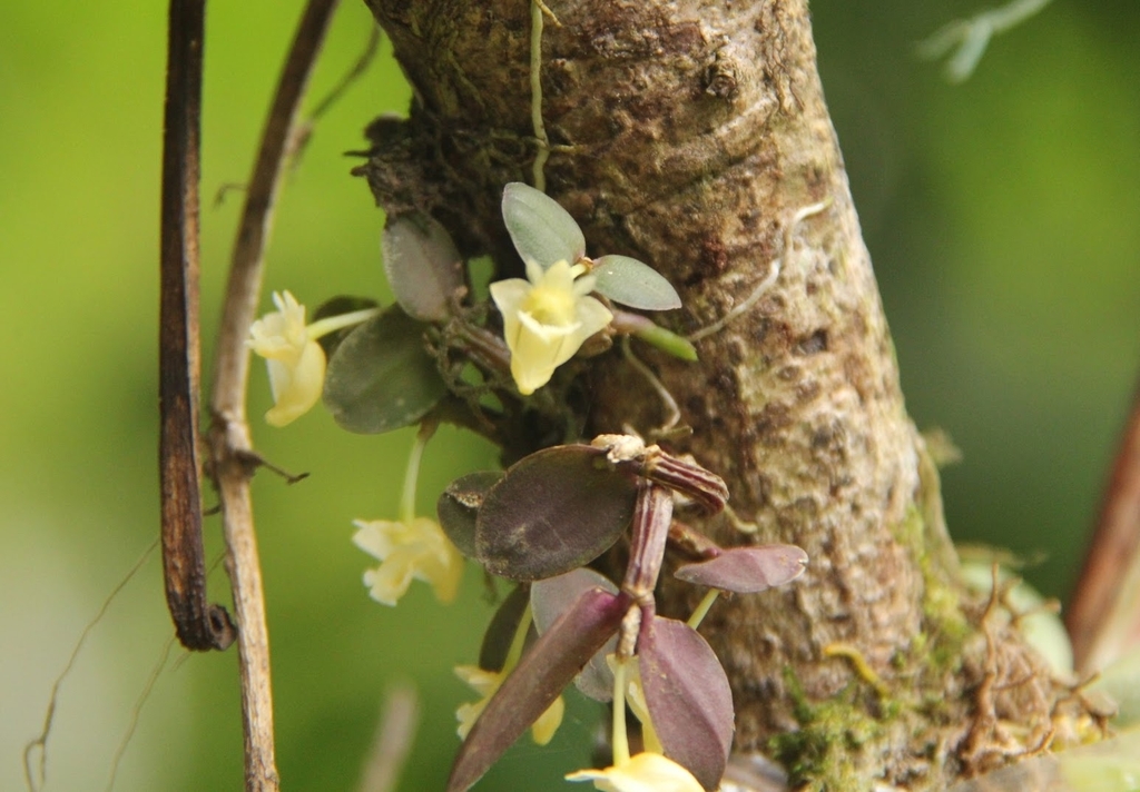 Dendrobium pachyphyllum (Kuntze) Bakh.f.