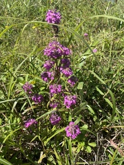 Pedicularis spicata