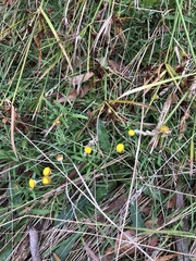 Coronidium gunnianum