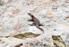 Pseudocordylus subviridis