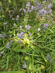 Scilla