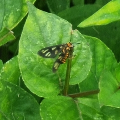 Amata huebneri