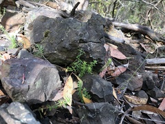 Acrotriche prostrata