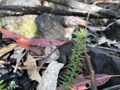 Acrotriche prostrata