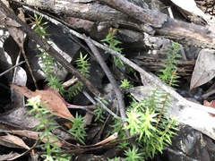 Acrotriche prostrata