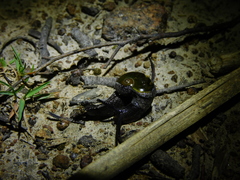 Helicarion cuvieri