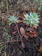Euphorbia nicaeensis