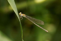 Pseudagrion aureofrons