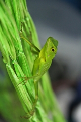 Bronchocela cristatella