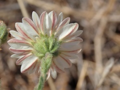Hemizonia congesta luzulifolia