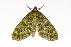 Tatosoma tipulata